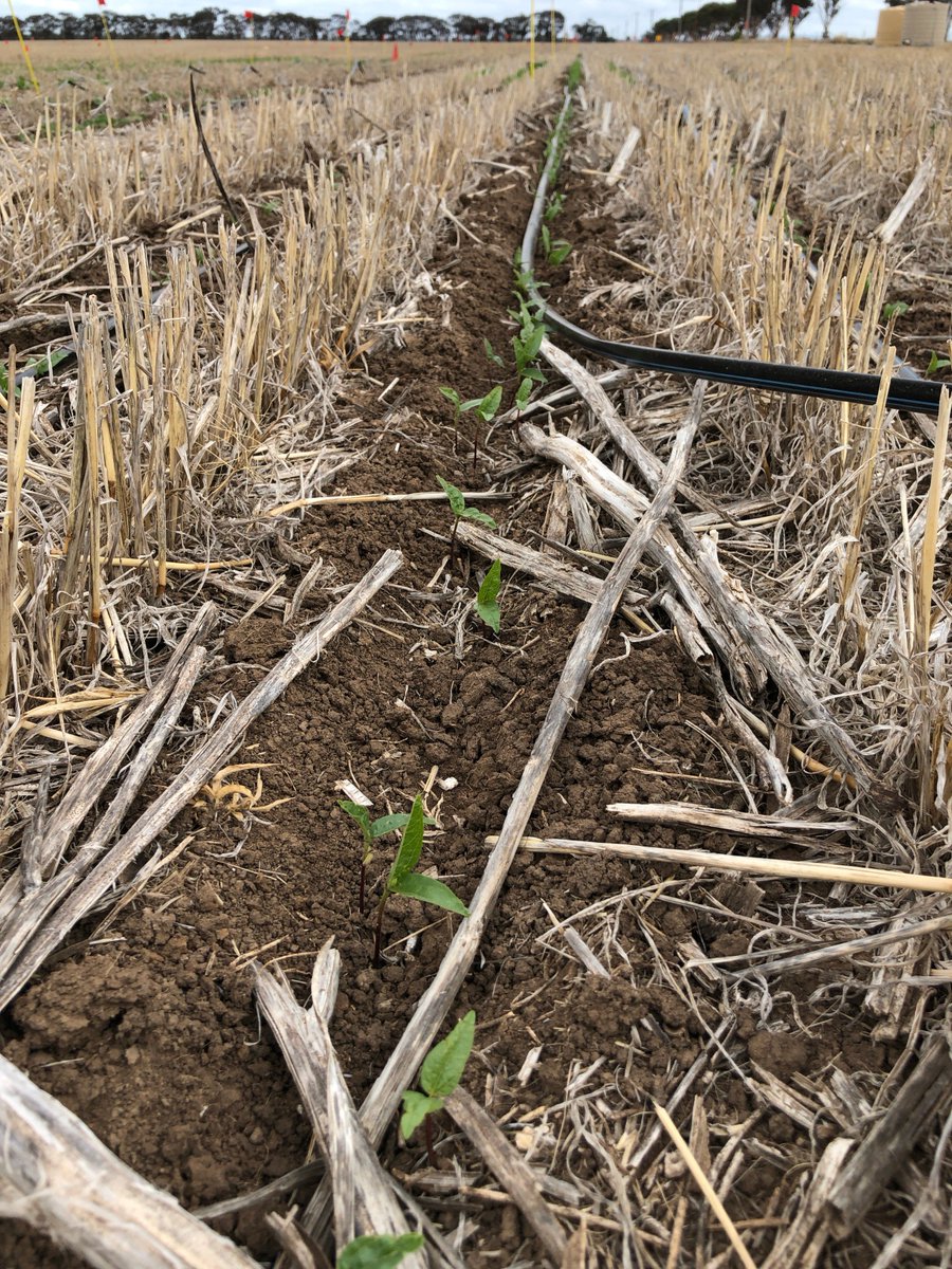SouthernPulse (@jasonbrand) on Twitter photo Alternate pulses - seeing what we can grow... #soybean, #mung, #berlotti, 😃#adzuki beans. All germinating well just out of #Horsham. Bit of water helps too
<a href="/AudreyDelahunty/">Audrey Delahunty</a> <a href="/Ash_W_429/">Ashley Wallace</a> <a href="/TRethus/">Tim Rethus</a> <a href="/nuttall_grains/">James Nuttall</a> Alternate pulses - seeing what we can grow... #soybean, #mung, #berlotti, 😃#adzuki beans. All germinating well just out of #Horsham. Bit of water helps too
<a href="/AudreyDelahunty/">Audrey Delahunty</a> <a href="/Ash_W_429/">Ashley Wallace</a> <a href="/TRethus/">Tim Rethus</a> <a href="/nuttall_grains/">James Nuttall</a>