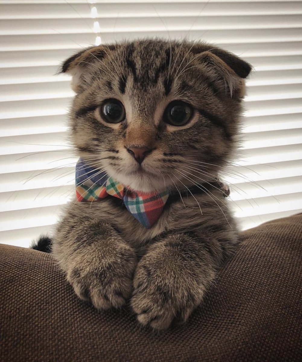 Catgooble's tweet photo. https://t.co/kqJlJHaOlT