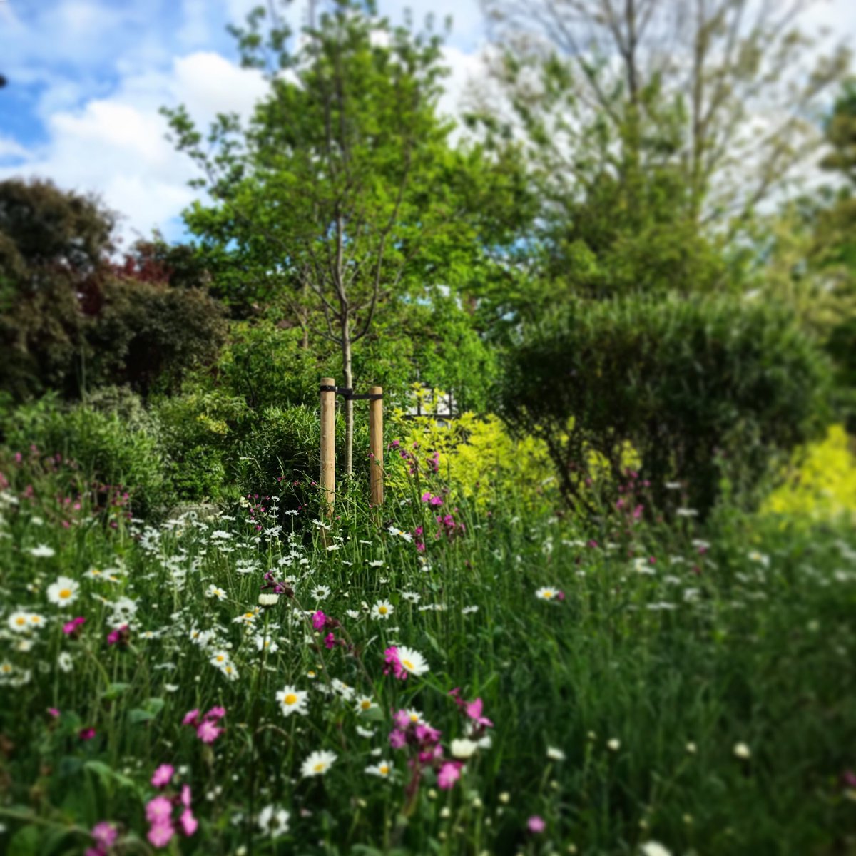 johnward_design's tweet photo. ⁦@HHGERAnews⁩ - lovely to see the wildflower meadow coming to life on the central reservation - already looking fantastic #communityproject https://t.co/aiDCwjuB3C