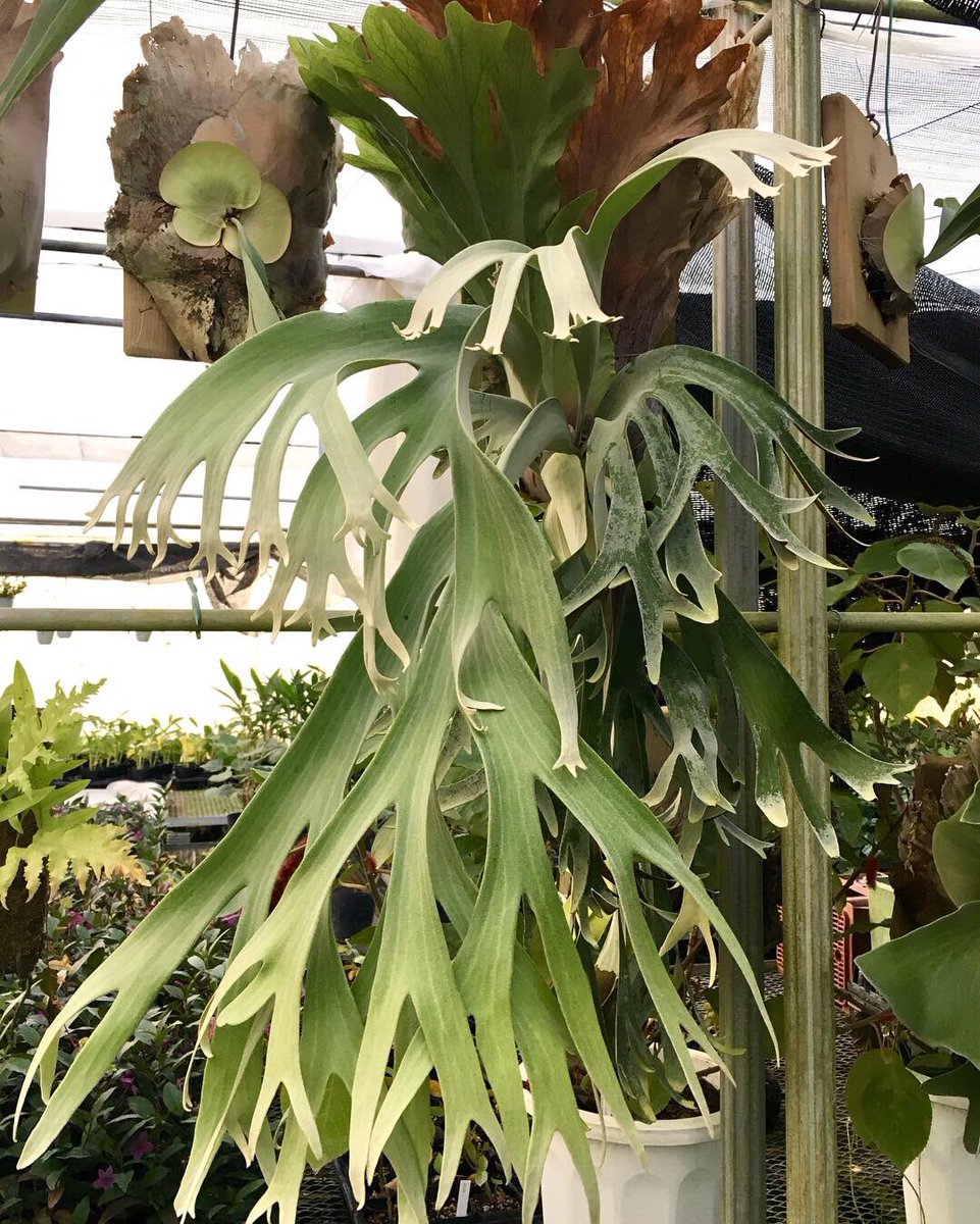 P. willinckii Baileyi マザー、とうちの親株、とそのブラザー子株 強