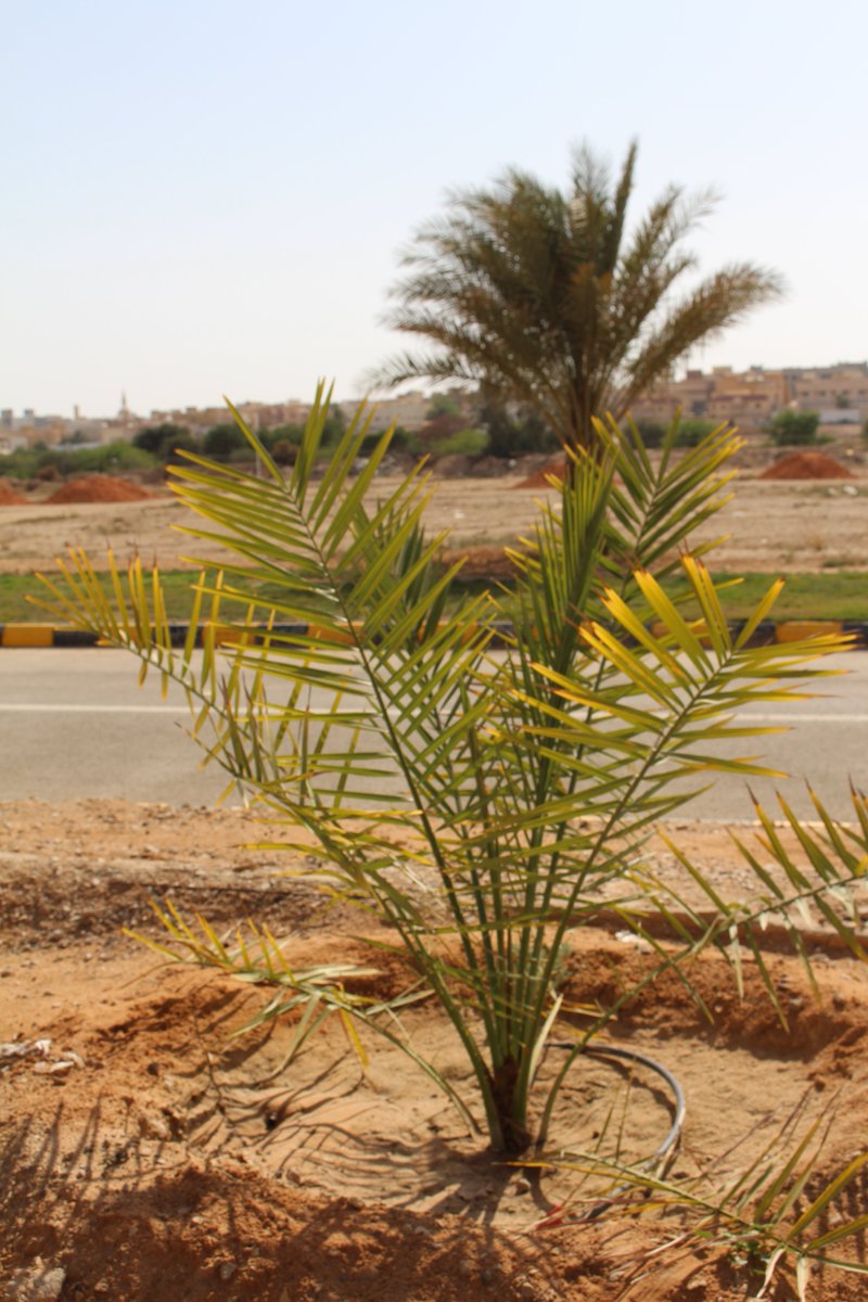 بتوفيق من الله استطاع الباحثين الزراعيين بالمركز الوطني لبحوث الزراعة والثروة الحيوانية لوزارة البيئة والمياه والزراعة بإنتاج عدد من فسائل النخيل بواسطة زراعة النورات الزهرية الانثوية وهي تعتبر تقنية واعدة في اعادة بعض الاصناف لنخيل التمر المندثرة وذات النوعية المميزة