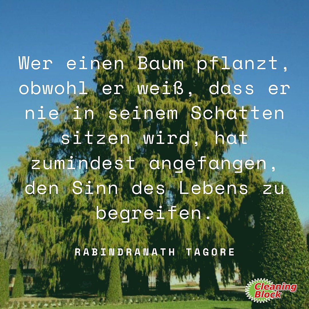 CleaningBlockDE's tweet photo. Heute ist der Tag des Baumes. Auf dem Foto der älteste Baum von Madrid im schönen Retiro Park.
#tagdesbaumes #bäume #cleaningblock #umweltfreundlich #nachhaltigkeit #ohnechemie #ohnemüll #reinigungsprodukte #sauber #putzen #putzhelfer #hygiene #zitate #sinndeslebens #sprichwörter https://t.co/QojiinKFRs