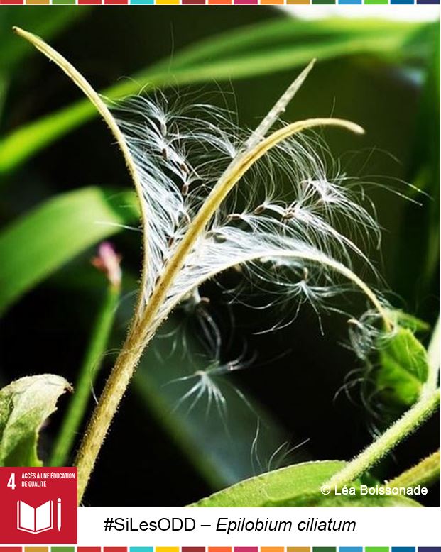 LeaBoissonade's tweet photo. 🌿#SiLesODD étaient des plantes...

... alors l'#ODD4 (éducation &amp; apprentissage) pourrait être l'#Epilobe !
Découvrez pourquoi en image⬇️

💡D'autres idées ?
Vous aussi dessinez votre #PortraitChinois des #ODD avec #SiLesODD !
#Agenda2030_FR #JeudiPhoto #Botanique #NatureEnVille https://t.co/VeTr2pi5jJ