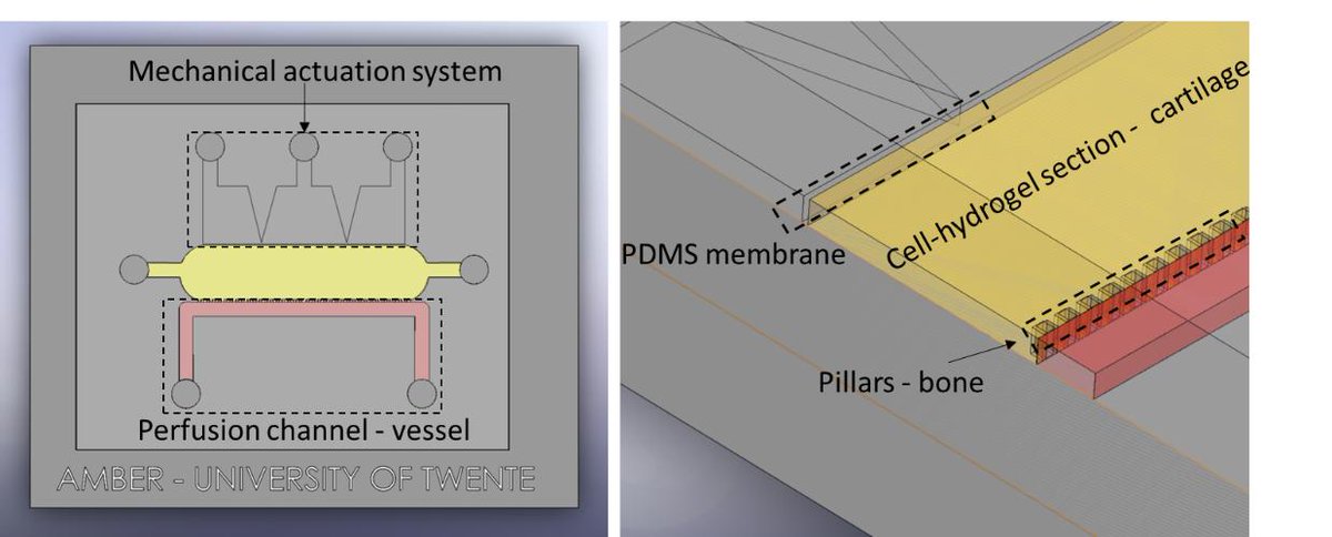 Fluigent Newsletter Cartilage On A Chip Model Intelligent Flow Rate Control Oem Valve Solutions Read This Month Newsletter At T Co Qqnvdzuu7l T Co N7apjyqi7n