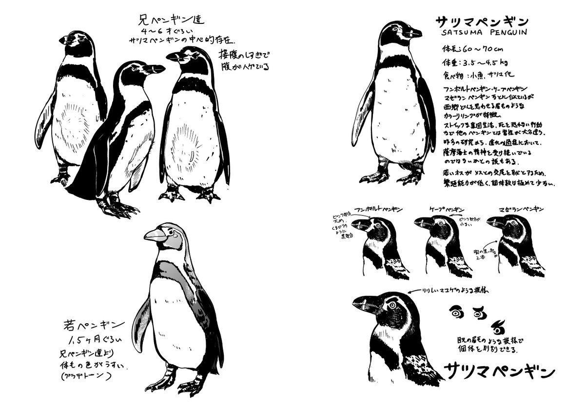 RTや❤️をありがとうございました!今日は沢山の方に「サツマペンギン」を読んでいただいて本当に嬉しいです。初期の設定が出てきたので貼っておきますね? 世界ペンギンの日、良い記念になりました??? 