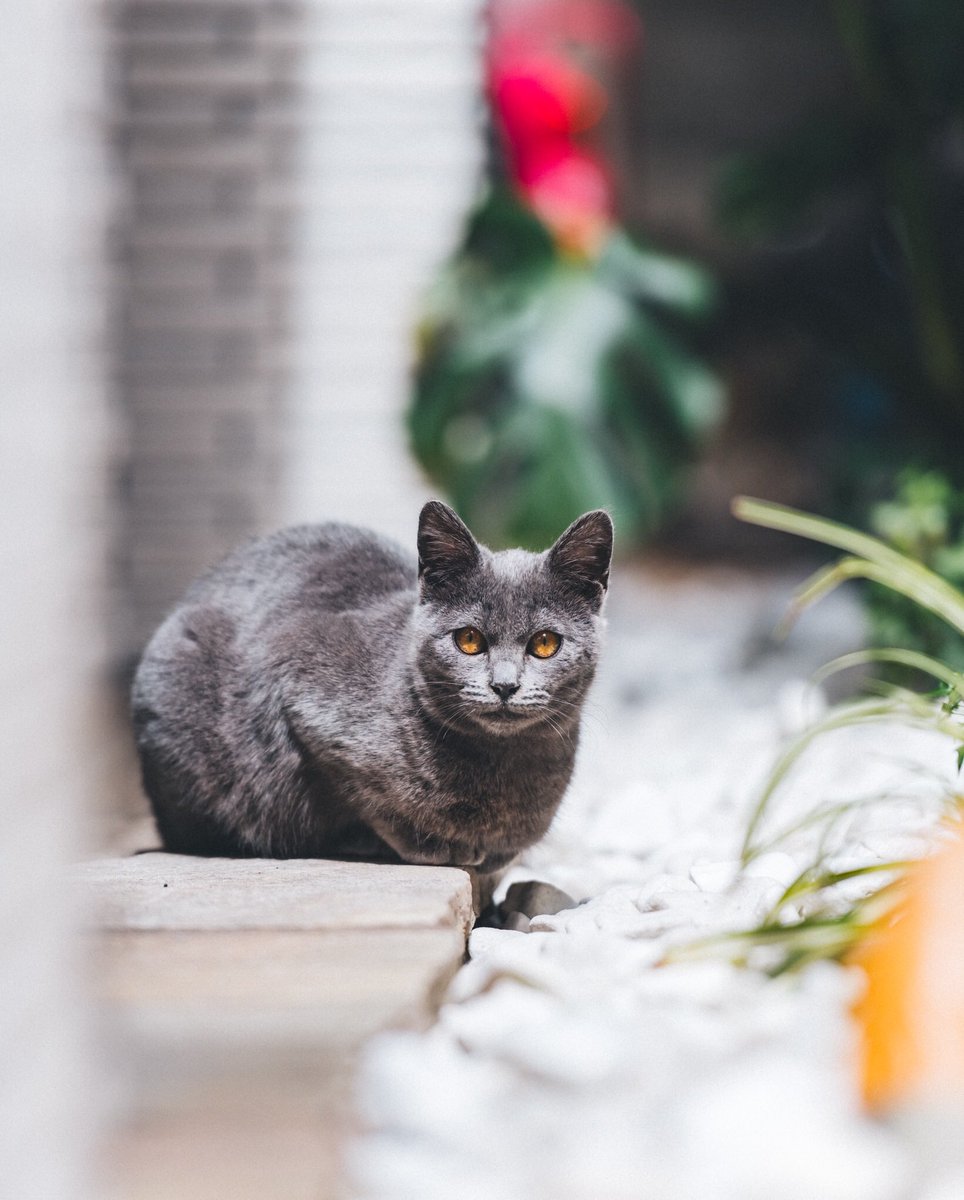 Eno Twitterren そんなに猫は詳しくないけど 大阪の汚い道にいた 絶対に野良猫に居なさそうな種類の猫 Eno Twitterren そんなに猫は詳しくないけど 大阪の汚い道にいた 絶対に野良猫に居なさそうな種類の猫
