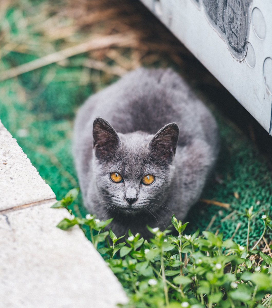 Eno Twitterren そんなに猫は詳しくないけど 大阪の汚い道にいた 絶対に野良猫に居なさそうな種類の猫 Eno Twitterren そんなに猫は詳しくないけど 大阪の汚い道にいた 絶対に野良猫に居なさそうな種類の猫