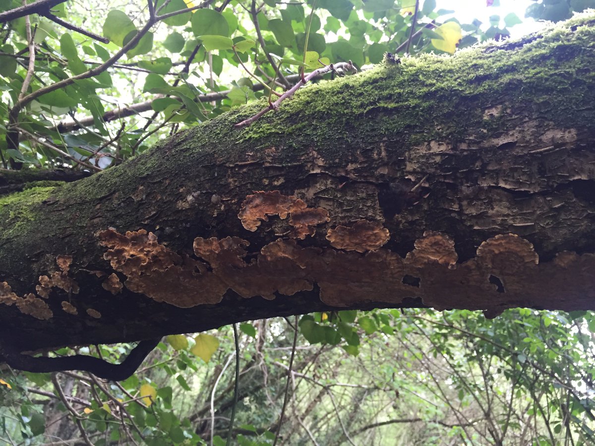 Dr Elsa Field tweet media