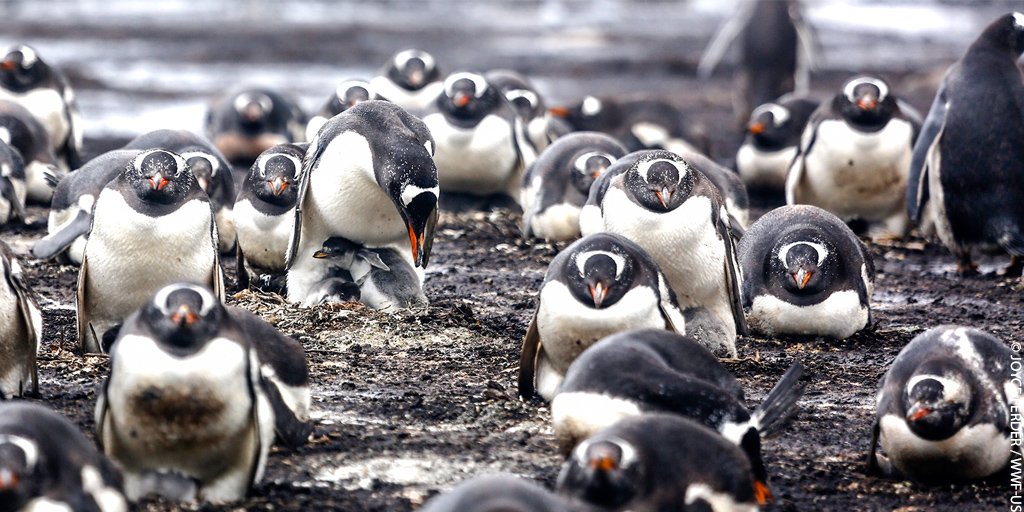 wwf_uk's tweet photo. Together with @penguin_watch, you can help us count penguins in Antarctica! You’ll be directly contributing to our crucial conservation work, helping to protect penguins for future generations! Find out more here: https://t.co/NKp1GdUhgR #WorldPenguinDay https://t.co/h4zOdnOcUg