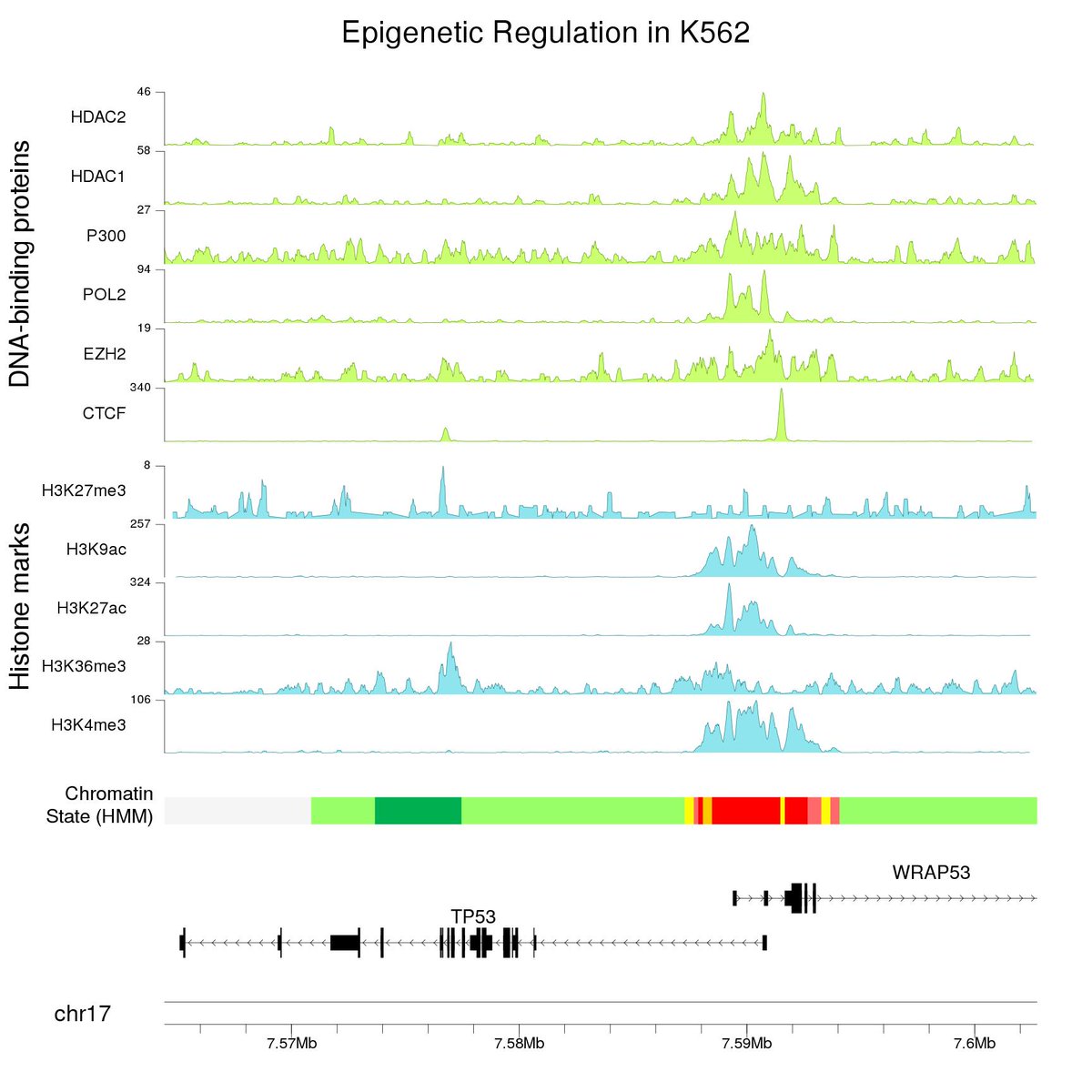 bernatgel's tweet photo. New #karyoploteR example! plotting #epigenetics data from @ENCODE_NIH  BigWig files hosted at UCSC @GenomeBrowser without downloading them. Regulation of TP53 in K562 cell line. 
Find the example and all code at 
https://t.co/SfY4cCUdNm

#rstats #Genomics #dataviz https://t.co/bRKXB8fBTa