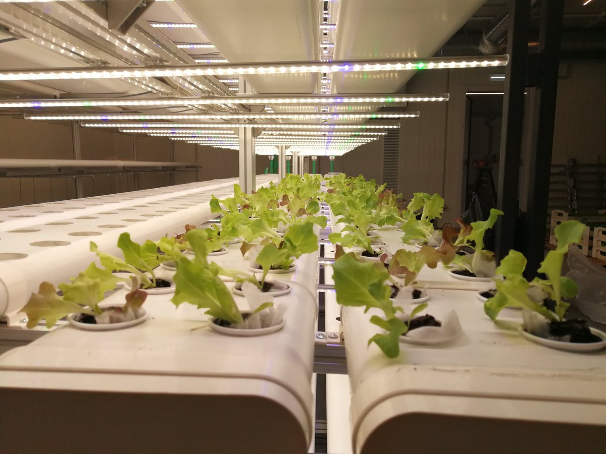 INNOVUPnet's tweet photo. 👏🏻Complimenti a tutto il team di #GHZero per l'inaugurazione dell'innovativa serra tecnologica a Novara presso l'Istituto Agrario Bonfantini! 🌿
▶️Scopri di più in questo video: https://t.co/ypX9H6xHWp
#ItaliaStartup https://t.co/IyToKmuLPa