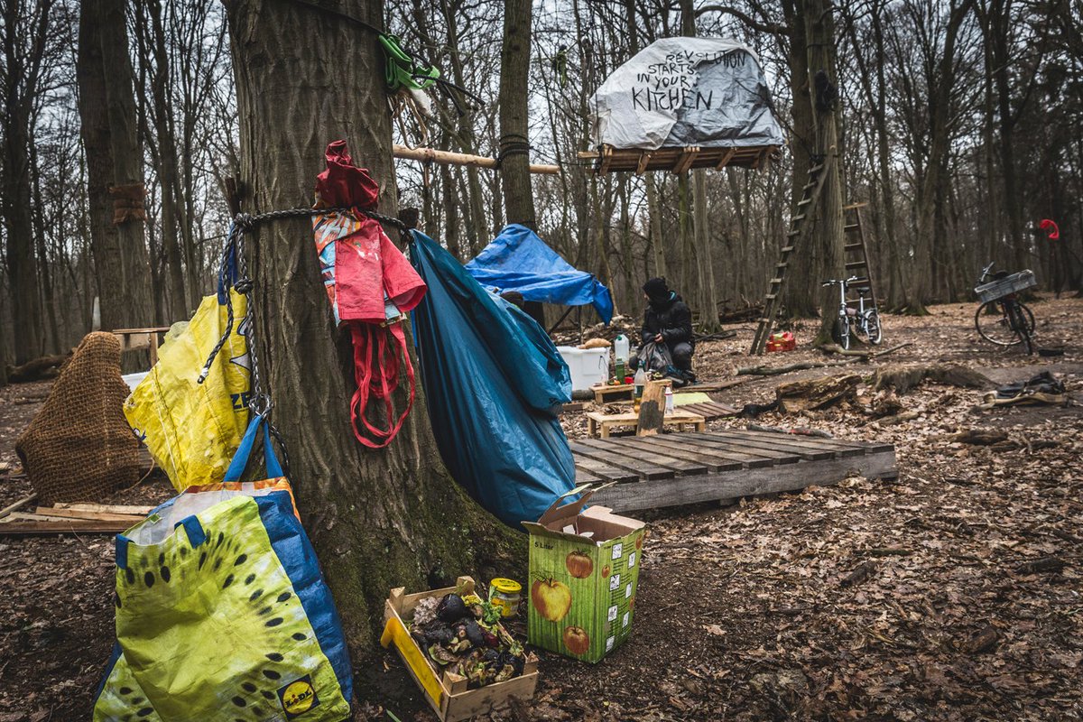La_Directa's tweet photo. @RicardGonz #RODAELMÓN | Entre els últims gegants de Hambach. L’okupació del bosc alemany arriba als 7 anys de resistència i frena la tala d’arbres, com a mínim, fins a finals de 2020. Reportatge de @markthebollocks i fotos de @MaricelBlanch #DIRECTA475 🔐SUBSCRIPCIÓ🔐https://t.co/YpX8xafrvq https://t.co/V1lFmdEKuY