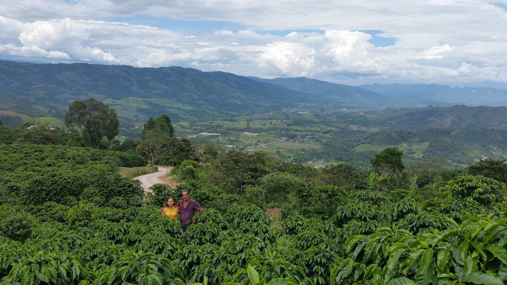 cupofexcellence's tweet photo. Hurry! Today is the last day to order your COE Colombia North samples! You can do so here: https://t.co/CO0CpwjqOS
#cupofexcellence #specialtycoffee #coffeeauction #coffeecupping #cupofexcellencecolombia #colombiacoffee #coecolombia #asecc https://t.co/KosCOaeL1O