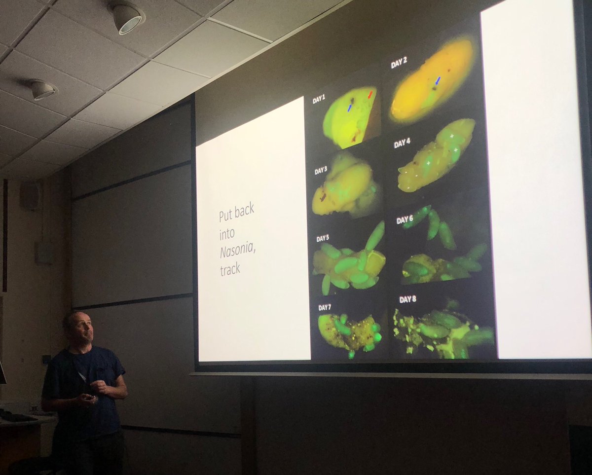 And now Greg Hurst speaking about pupal infection. Using GFP to visualize infections. Really cool. #insectinfect19