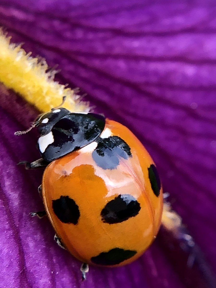 Take写真垢 紫色の花たち 昆虫苦手な人はスルーして下さい Pic 注意 オステオスペルマム ノハナショウブ シラン てんとう虫 ムラサキ 紫 フラワー 花 Iphone写真 スマホ写真 マクロ撮影 スマホ用マクロレンズ 写真好きな人と繋がり Take写真垢 紫色の花たち 昆虫苦手な人はスルーして下さい Pic 注意 オステオスペルマム ノハナショウブ シラン てんとう虫 ムラサキ 紫 フラワー 花 Iphone写真 スマホ写真 マクロ撮影 スマホ用マクロレンズ 写真好きな人と繋がり