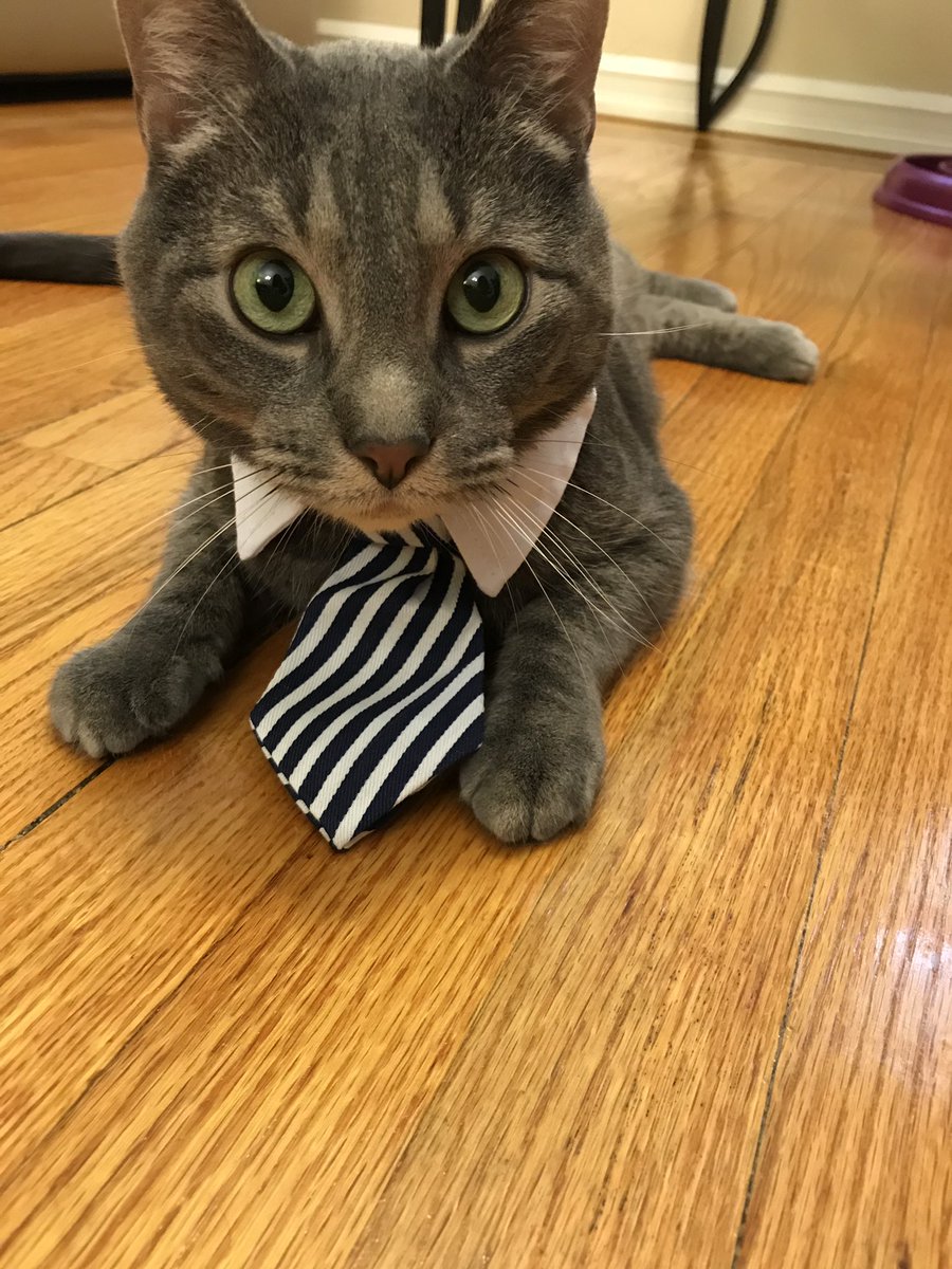 MeitalRRofe's tweet photo. @GHardstark This is Sonny, our foster failure. I wanted a cat after mine passed and my bf didn’t, so we compromised by fostering. Sonny was our 3rd foster (the rest got adopted) and I fell in love with him. My bf told me he adopted the cat during his proposal. He’s now my husband https://t.co/U0MXvY2lzK