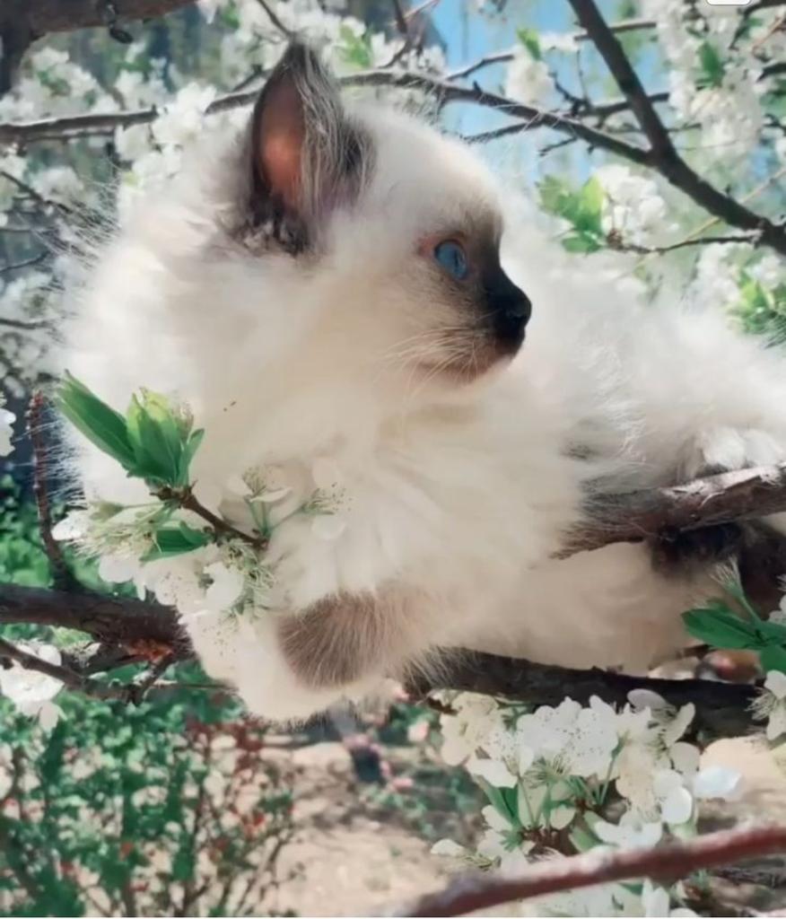 CorbiEthan's tweet photo. ❤️🐈
#cat #cats #photography #instapic #catsagram #catstagram #instagood #kitten #kitty #kittens #pet #pets #animal #animals #petstagram #petsagram #photooftheday #catsofinstagram #ilovemycat #instagramcats #nature #catoftheday #lovecats #furry #sleeping #lovekittens #adorable https://t.co/32bJpJe7Pe