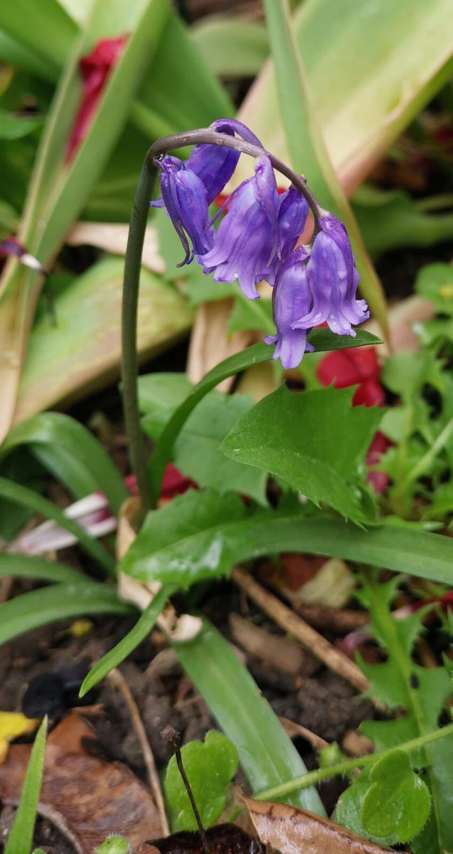 Look what’s growing in the Mary Mags garden! #londonschool #wildflowers #paddington