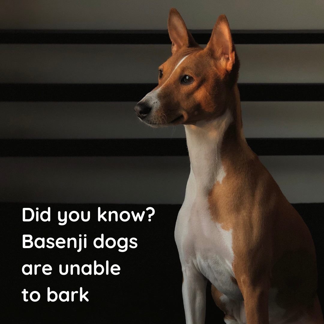 LondonRoadVets's tweet photo. Meet the breed that can't bark!

🐶🐶🐶

#fascinating #interesting #basenji #barklessbreed #facts #londonroadvets #holliesvets https://t.co/iw3T12wQQA