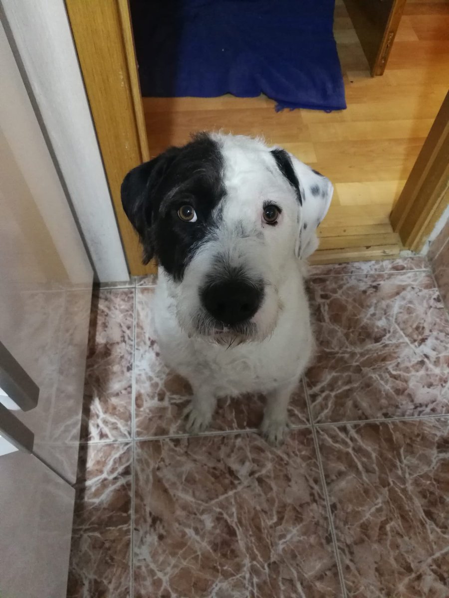Miriaaaam21's tweet photo. Hola buenas, mi nombre es Pyros y tengo 3 añitos. Mi familia es muy cariñosa conmigo y me quiere mucho pero por desgracia mi mami se ha puesto muy enfermita y el tratamiento la deja con las defensas muy bajas y le médico me recomendó buscar otra familia por su bien... RT🙏😢 https://t.co/74PNkmtVyl
