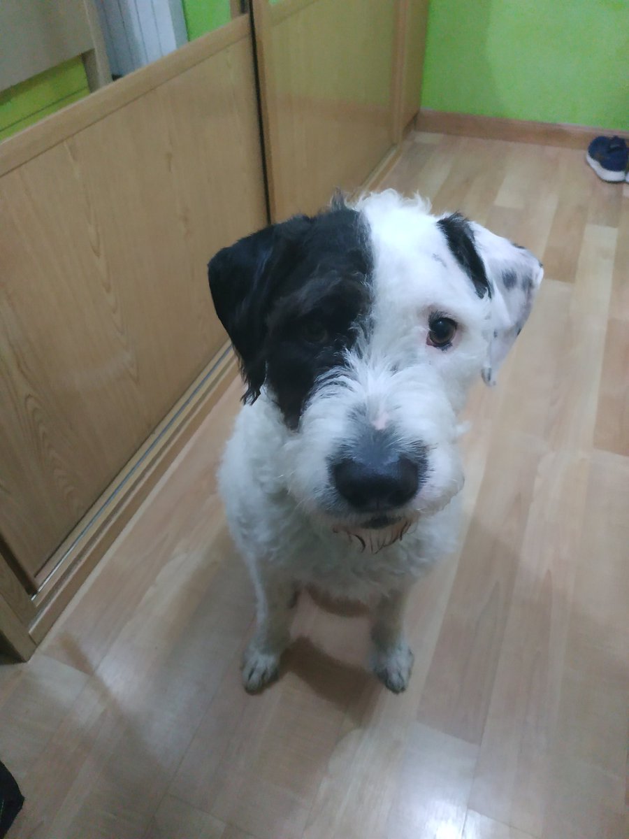 Miriaaaam21's tweet photo. Hola buenas, mi nombre es Pyros y tengo 3 añitos. Mi familia es muy cariñosa conmigo y me quiere mucho pero por desgracia mi mami se ha puesto muy enfermita y el tratamiento la deja con las defensas muy bajas y le médico me recomendó buscar otra familia por su bien... RT🙏😢 https://t.co/74PNkmtVyl