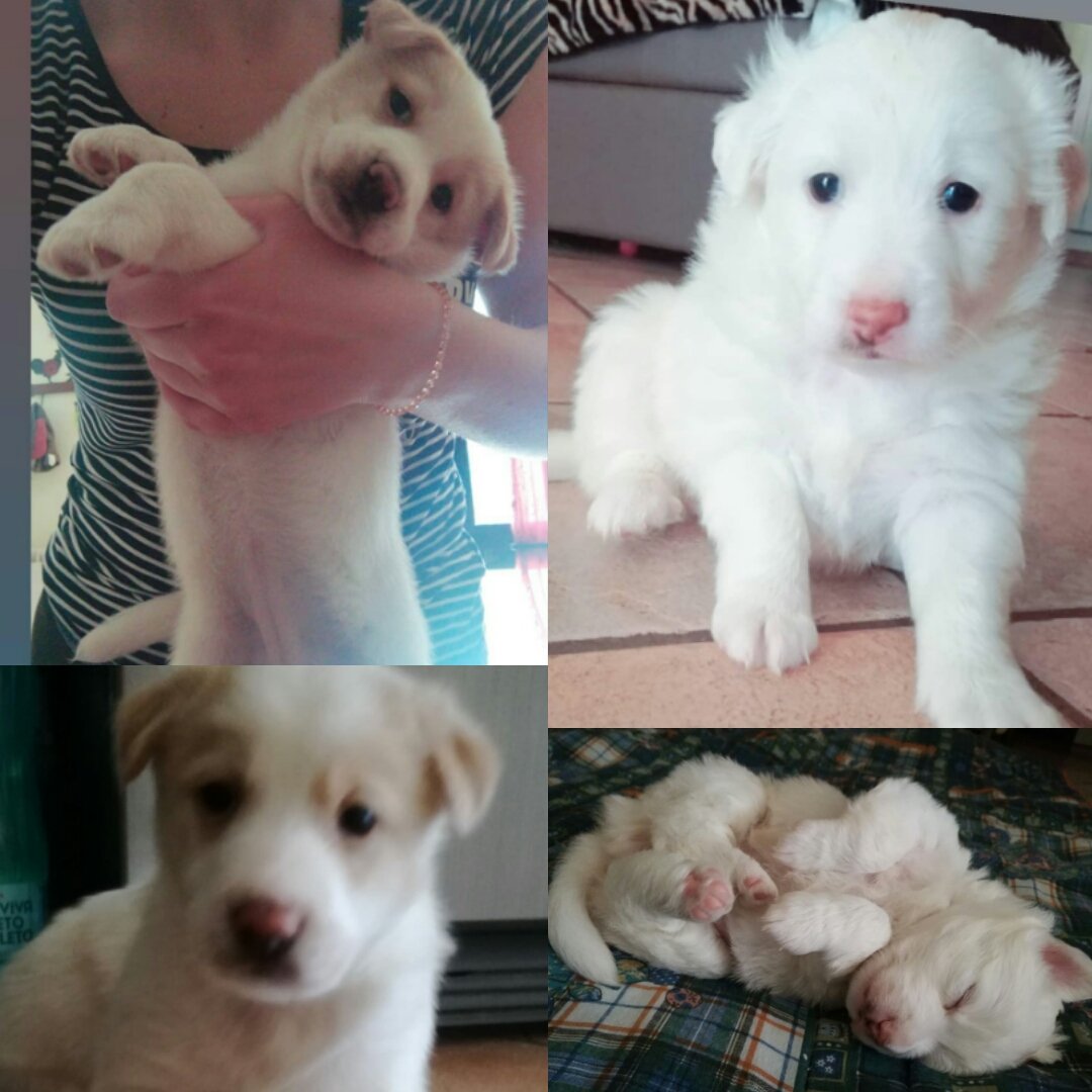 susymatarazzo's tweet photo. Kicca ha partorito, i cuccioli crescono....ho pubblicato post per l'adozione dappertutto ma ancora niente, chi può mi dia una mano per trovare casa a queste due meravigliose cucciole!💓 Chi è interessato contatti Leidaa sez. Termoli al num: 3407983320. https://t.co/LKLUMWDx0P