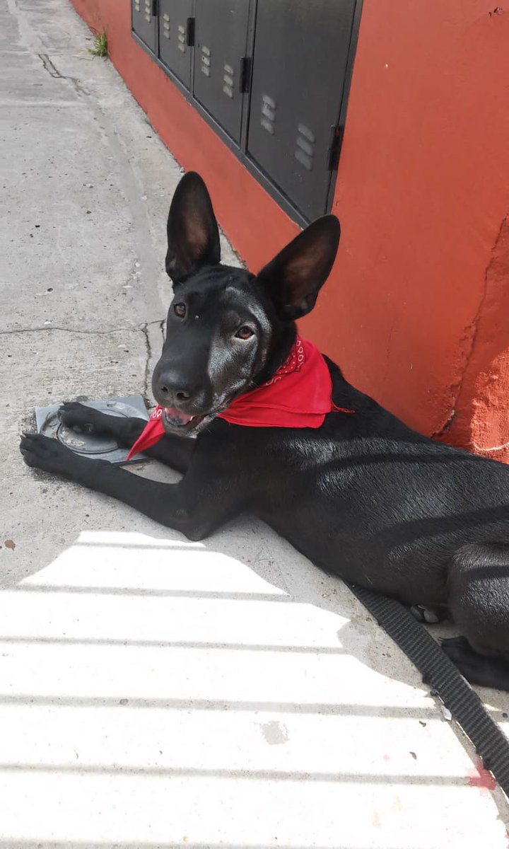 oslibee's tweet photo. EVA CRECIO Y TODAVIA ESPERA ADOPTANTE!!!  Cachorra de 6 meses muy mimosa 💕 
Me ayudan con un RT  para que Eva encuentre un lugar donde estar tranquila y comoda? GRACIAS !!!! https://t.co/esNRT6AXc3