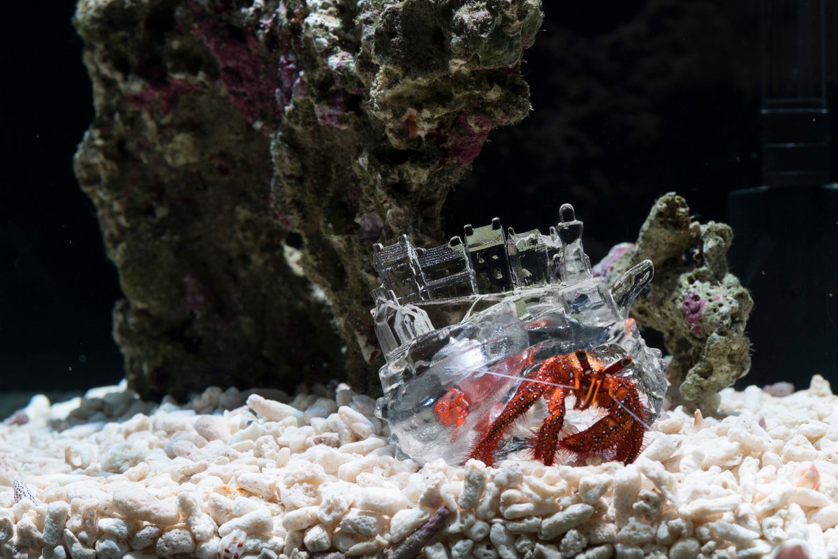 RegionNormandie's tweet image. La @RegionNormandie accueille 2 expositions du festival #Interstice :  "Wave interference" de Robyn Moody et"Why Not Hand Over a “Shelter” to Hermit Crabs ?" d’@a_inomata . 
A découvrir jusqu'au 19 mai à l'Abbaye-aux-Dames, à Caen ! 
➡️normandie.fr/deux-expositio…
