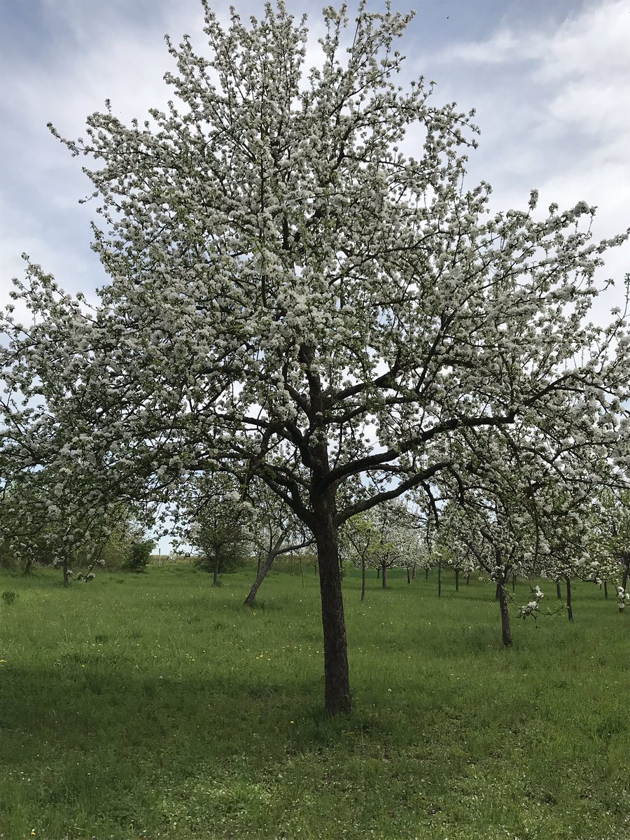Pfalzparade's tweet photo. Die Pfalz in ihrer schönsten Pracht! #pfalz #obstwiese #streuobst #süw https://t.co/D5lEZ00Ikq