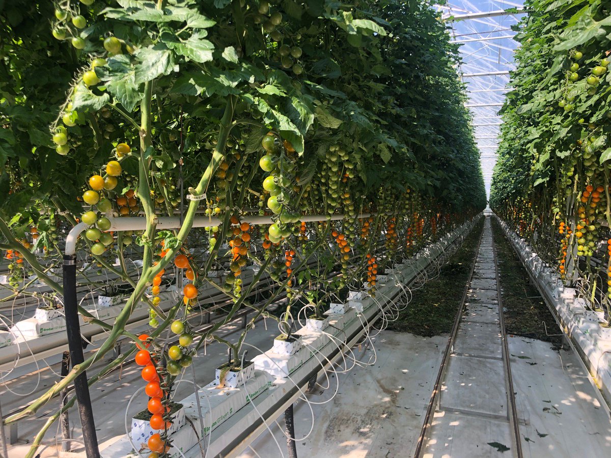 Yellow and Orange on the Vine tomatoes 😍🍅 #british #tomatoes #produce