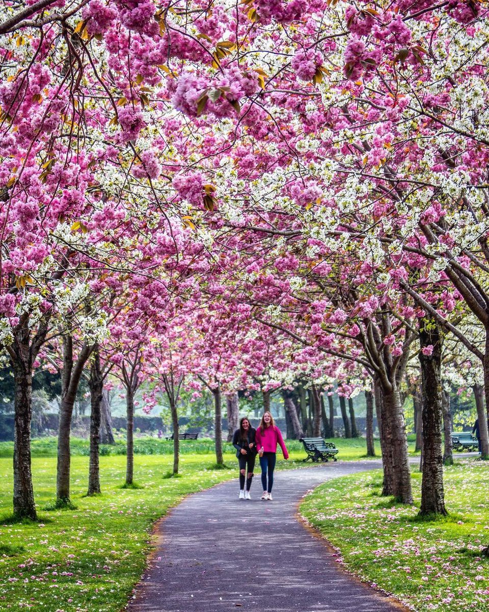 Discoverdublin1's tweet photo. Have you seen Herbert Park at the moment, the cherry blossoms are looking beautiful!

Picture taken by @Elizabeth.keaney

For your chance to be featured please follow @Discoverdublin1 and use the #discoverdublin thanks!

#dublin #beautiful #ireland #europe #park #spring #look https://t.co/zc6SD0U3PE