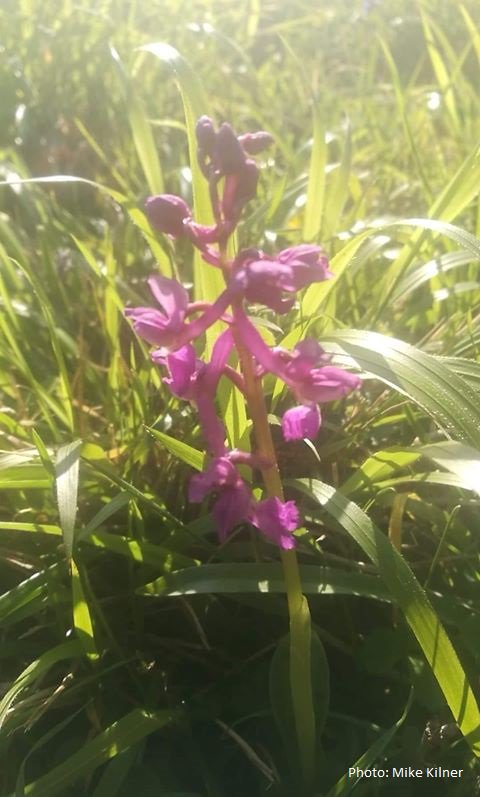 GwentWildlife's tweet photo. Early Purple #Orchids are now flowering @GwentWildlife's Rogiet Poorland Nature Reserve.Thank you Mike Kilner for snapping this one &amp; sharing details. Fancy seeing the orchids for yourself? Then why not pop along to the reserve during the Easter break? https://t.co/mhYL0NLOYo https://t.co/XZ4TcsWVyz