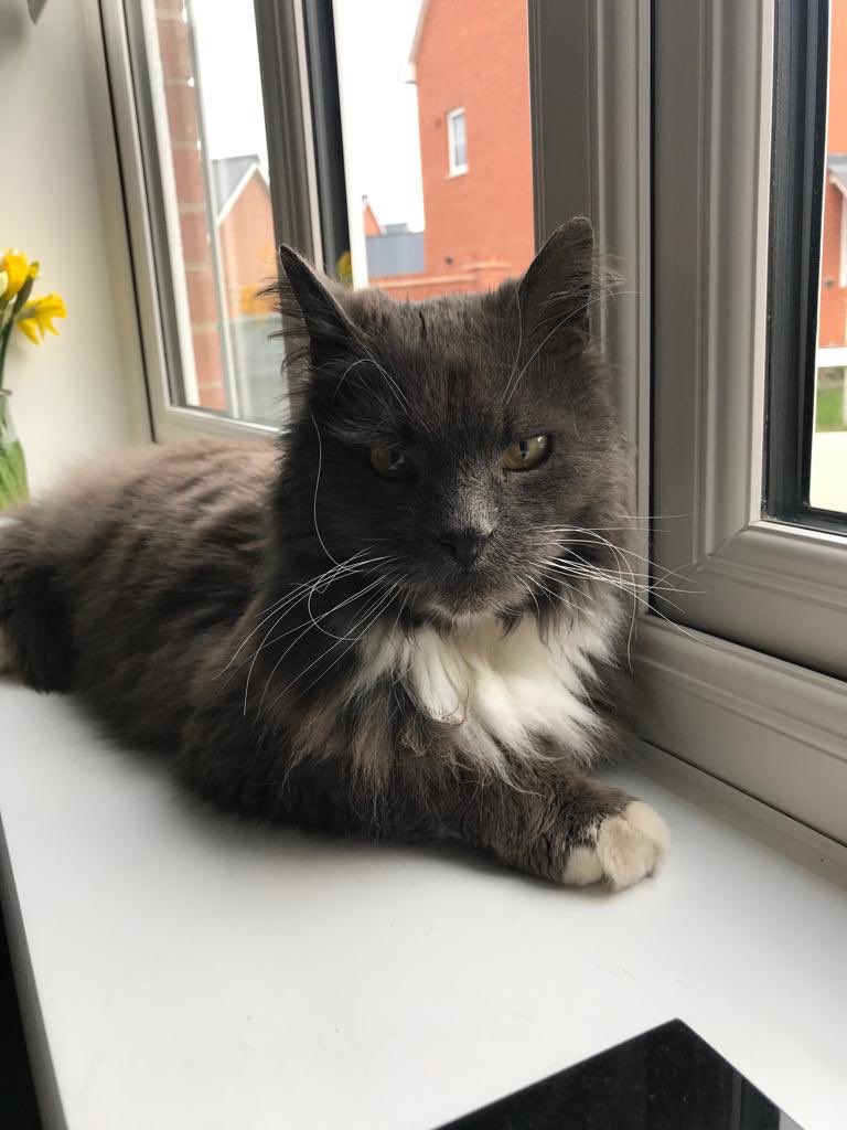 catsinoxford's tweet photo. Pete is looking 4 his forever 🏠 10yr old long haired boy, left behind when his owner moved, he lived on the street 4 a few years. He was rehomed but returned as he was a bit naughty. V. affectionate but needs his own space. He is ok with other 🐈 but no children #FluffyFursday https://t.co/PaWZdRln3D