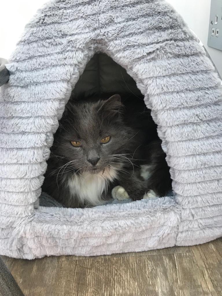 catsinoxford's tweet photo. Pete is looking 4 his forever 🏠 10yr old long haired boy, left behind when his owner moved, he lived on the street 4 a few years. He was rehomed but returned as he was a bit naughty. V. affectionate but needs his own space. He is ok with other 🐈 but no children #FluffyFursday https://t.co/PaWZdRln3D