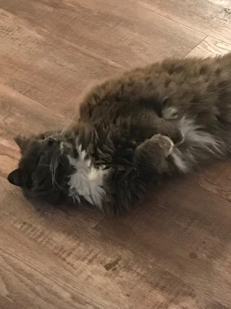 catsinoxford's tweet photo. Pete is looking 4 his forever 🏠 10yr old long haired boy, left behind when his owner moved, he lived on the street 4 a few years. He was rehomed but returned as he was a bit naughty. V. affectionate but needs his own space. He is ok with other 🐈 but no children #FluffyFursday https://t.co/PaWZdRln3D