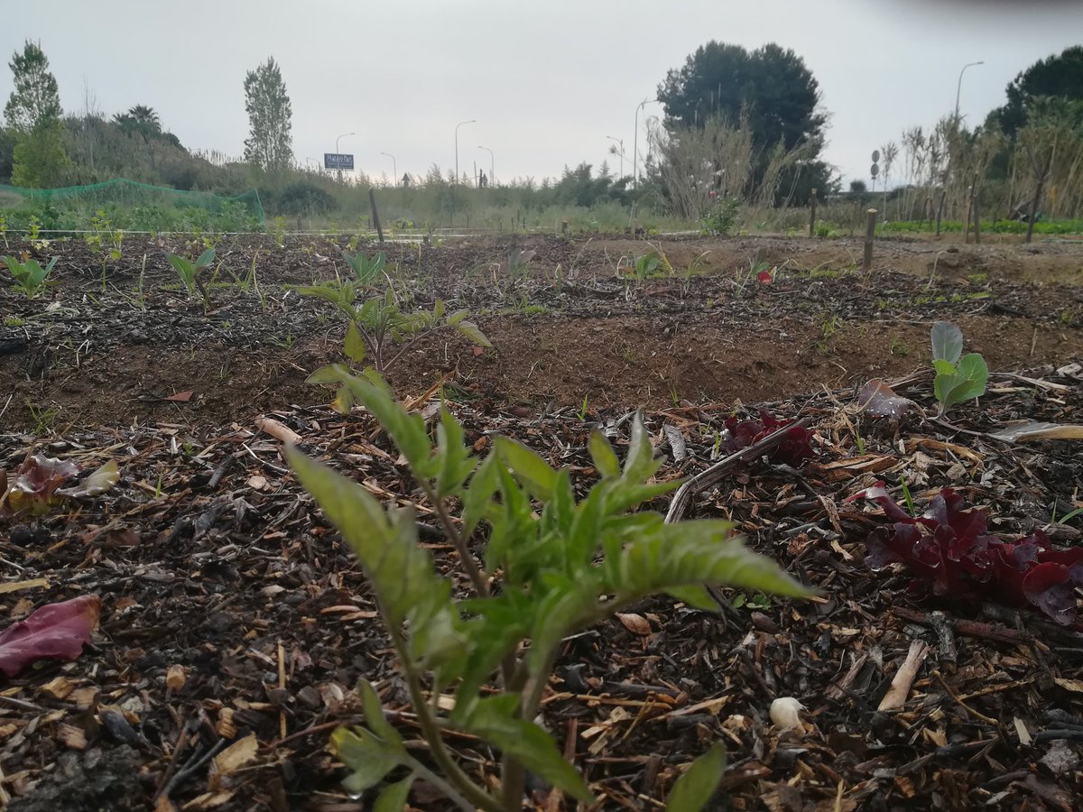 labadoquera's tweet photo. És primavera i la Badoquera està a ple rendiment: ja podem dir que hem recuperat la vida d'aquestes terres!

Aquesta és la força de veïns i veïnes organitzades per tirar endavant idees boniques, solidàries i revolucionàries.

18-4-2019 https://t.co/K5hCR3M6qZ