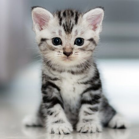 kanciller's tweet photo. Hola, te pongo la foto de este gatito adorable para recordarte que hoy se acaba el plazo para solicitar el voto por correo. https://t.co/Rw6wazsfuk