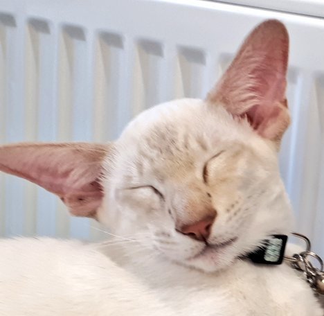 jolenehunter's tweet photo. #Thief! #JessiePinks🐯💖 Stole a tub of #Philadelphia then was aggressive to SharkyCockerspaniel. #NotEvenSorry 🙀 #teamdiablo  #CatsOfTwitter @Diablo_Siamese https://t.co/EkNRut1WVr