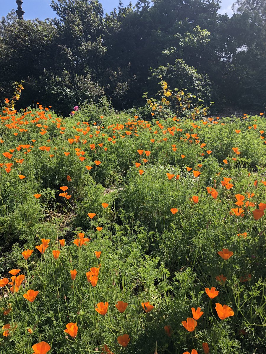 kinderkap's tweet photo. So cliche, but the California poppy really never fails to delight. https://t.co/Ad7IOvqBtE