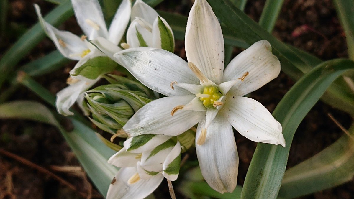 Satochan En Twitter オーニソガラム 八重咲きチューリップ 八重咲きピンク水仙 レプレット オーニソガラムはキリスト誕生の夜に光輝いたといわれている 清楚な純白の6弁の花を咲かせる球根植物の多年草で可愛い 日当たりの良い場所で庭先だと 植えっぱなしで