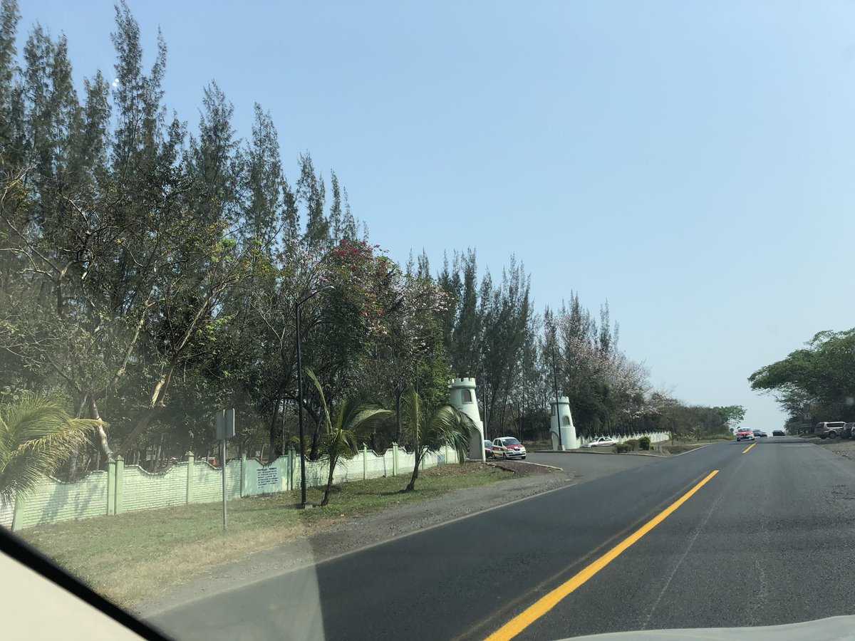 mjramos_g's tweet photo. En la CDMX son las jacarandas y acá en mi tierra un árbol llamado Palo de Rosa/ Guayacán Rosado muy hermoso! 😊 #Veracruz #SóloVeracruzesbello #CerroAzulVer https://t.co/I6hW6nB48T