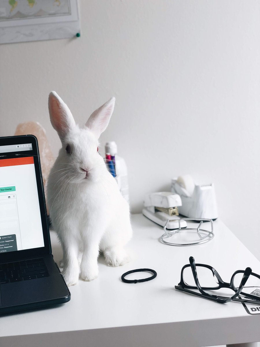 BlueTreeMelb's tweet image. 🐰 We had a special visitor this week, the Easter Bunny came into the studio to get his yearly corporate headshots done. It’s important to keep your pictures up to date and relevant to the industry you’re in.