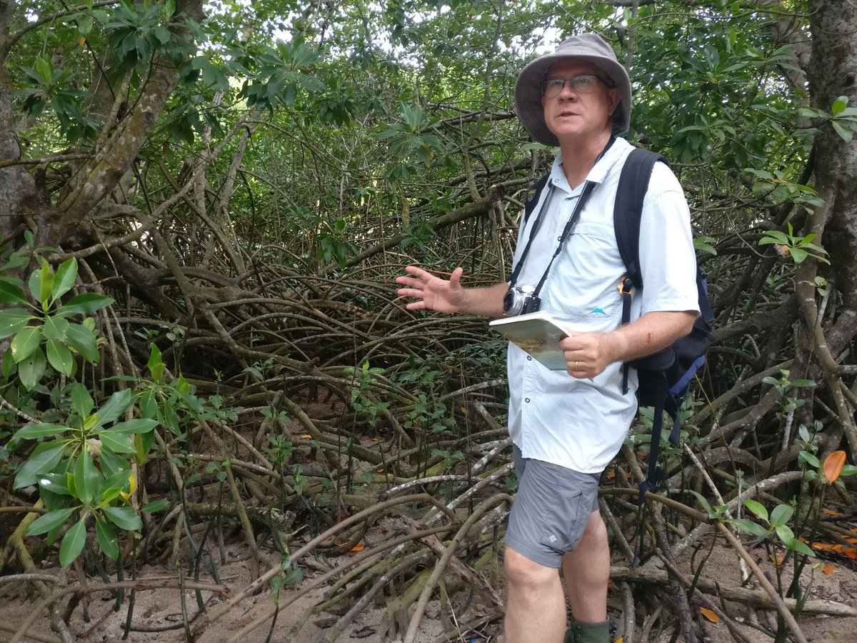 SaveMaldivesMV's tweet photo. "It's one of the most beautiful mangroves I have seen of this species - Rhizophora mucronata." ~ Jim Enright @MangroveProject said as he inspected some of the mature #mangroves at #Goidhoo.
So much potential for conserving+protecting these v special habitats to #SaveMaldives 💙 https://t.co/rVS3gUwcif