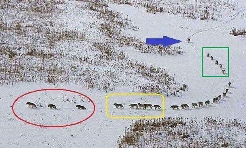 kenradio's tweet photo. A group of wolves: The 3 in front are old &amp; sick, they walk in front to set the pace. The next 5 are the strongest &amp; best. . The 5 behind them are also among the strongest &amp; best; they are tasked to protect the back side if there is an attack. The last one is the LEADER. https://t.co/s0no2rCIWq