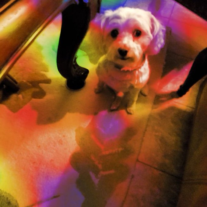 I swear this bitch always trying to get me to do drugs! Not today you adorable little demon! #thisbitch<a href="/tag/overit"class="tags"><span>#overit</span></a><a href="/tag/thisbitch"class="tags"><span>#thisbitch</span></a><a href="/tag/selfcontrol"class="tags"><span>#selfcontrol</span></a>