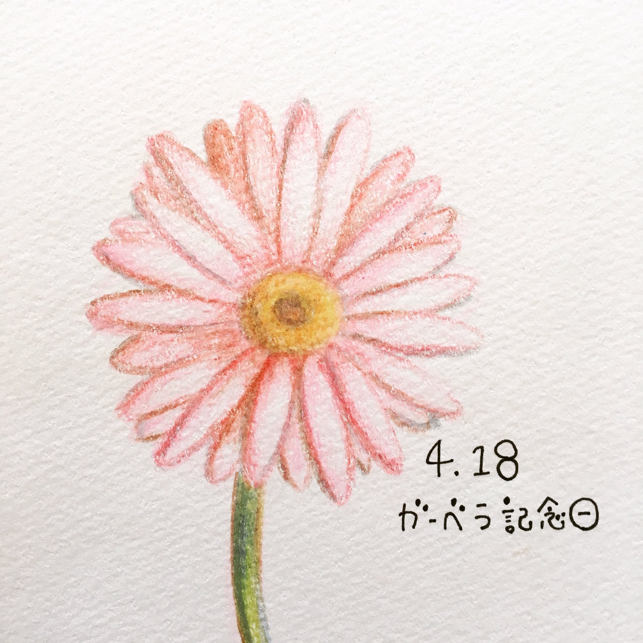 日めくり 手書きイラストレーター 19年4月18日 ガーベラ記念日 よいはな の語呂合わせと ガーベラの出荷最盛期がこの時期であることにちなんで記念日に ピンクのガーベラの花言葉は崇高美だそうです Flower ガーベラ イラスト T Co