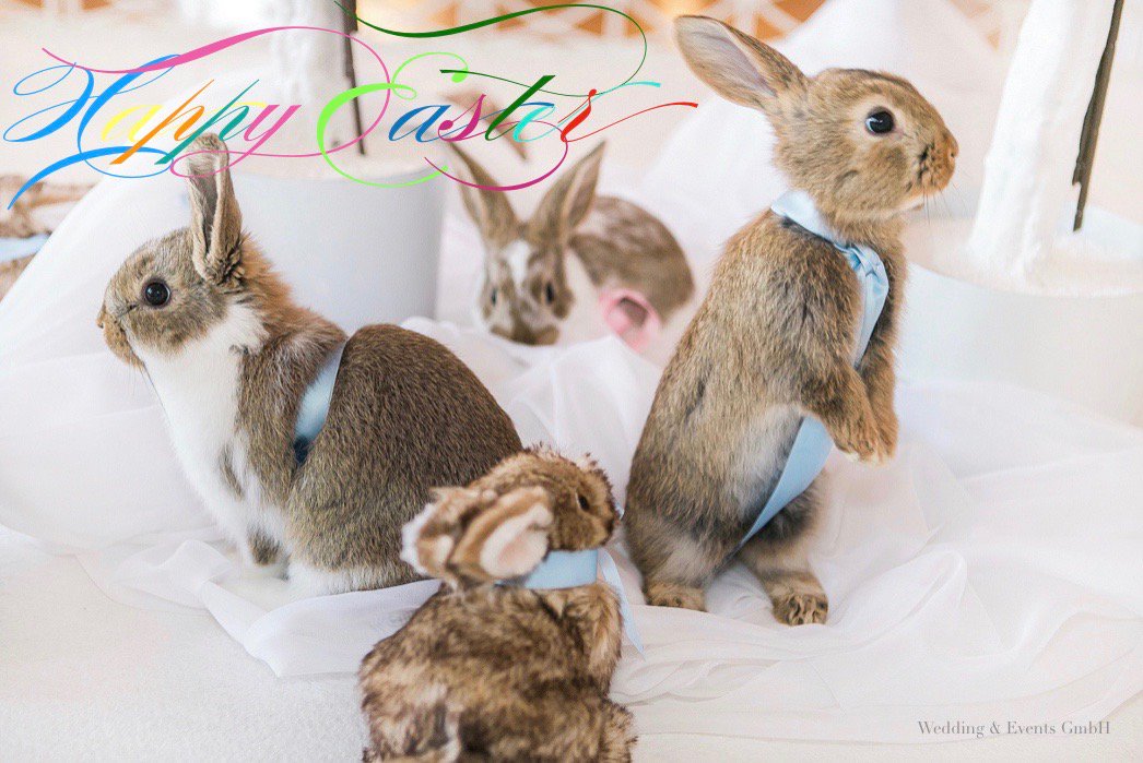 _WeddingEvents's tweet photo. Happy Easter from Wedding &amp; Events GmbH #Happyeaster #easter #bunny #spring https://t.co/KAl97BQXEH
