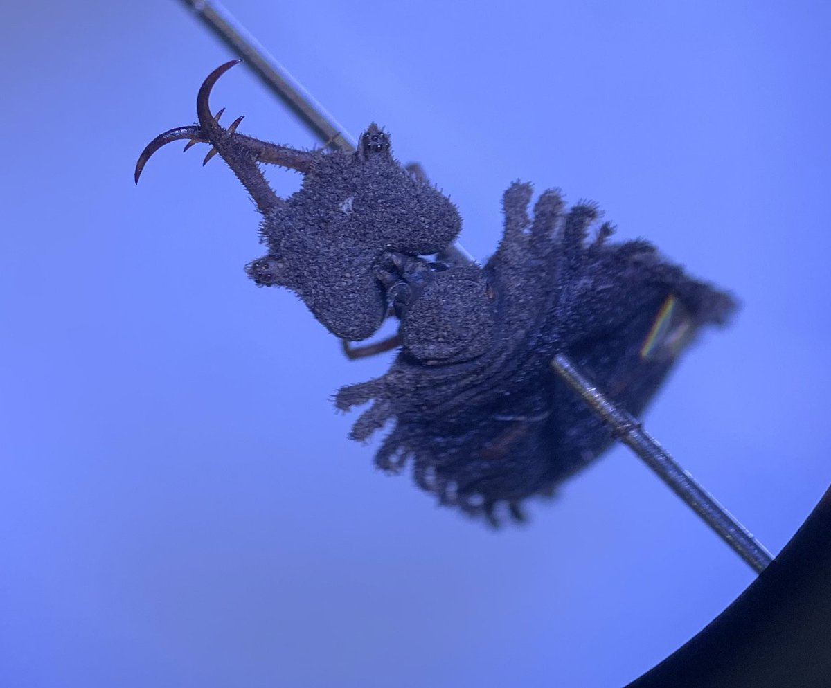 DrMeganKelly's tweet photo. Behold the #antlion! Insect collection week rewards us with some interesting creatures #science @UOW https://t.co/kstUyHQEiD