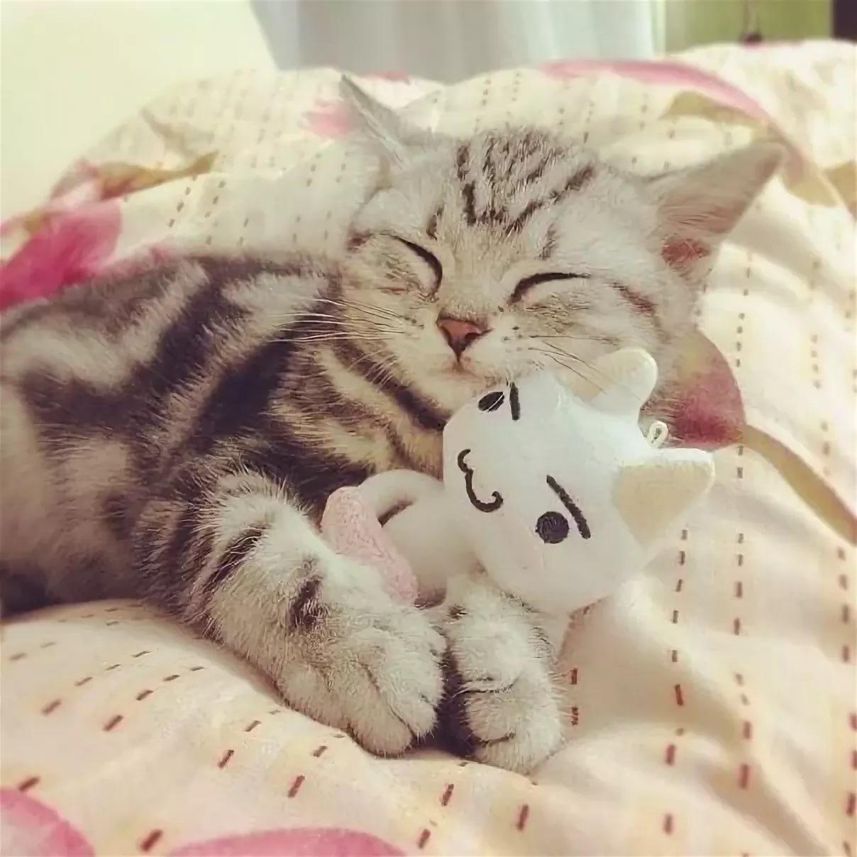 Милые утренние котики