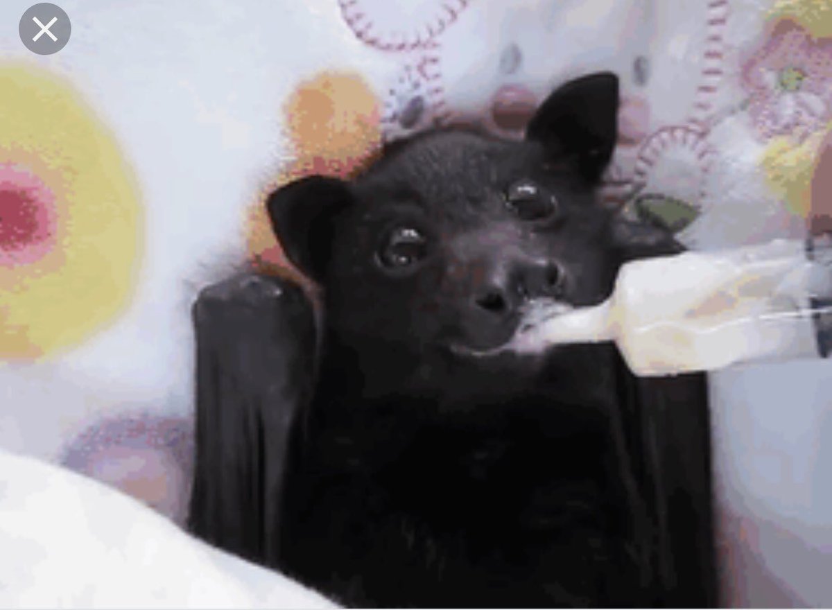 RareEverywhere's tweet photo. It’s international bat day &amp; I wanted to share this photo of a beautiful bat being fed after being rescued. Little known to many, bats play a hugely important role in our ecosystems by being incredible predators of insects - especially those that come out at night like mosquitos! https://t.co/fL4RHsdsK5